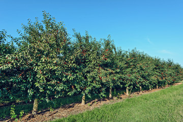 Fototapeta na wymiar Sweet cherries on orchard trees