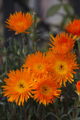 aster flower in the garden