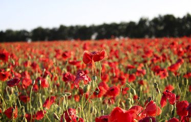 Fototapeta premium Poppy field
