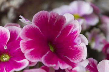 Fototapeta na wymiar primrose in the garden