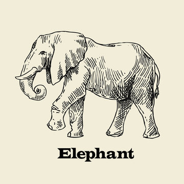 vector hand drawn elephant 