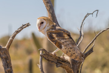 Barn Owl