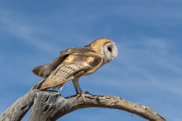 Barn Owl
