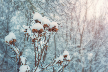 Wild flowers in winter