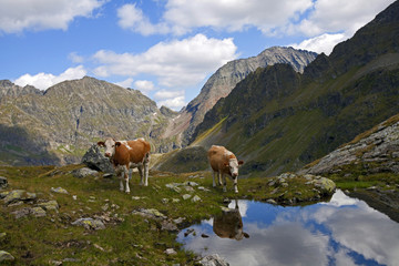 2 Kälber am Landawirsee