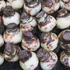 Holland, Amsterdam, Flowers Market, Lily bulbs (Amaryllis) for sale