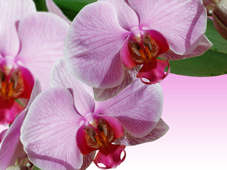 Fototapeta na wymiar Lilac orchid 