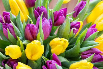 Obrazy na Szkle  Bukiet tulipanów fioletowy i żółty. Więcej tulipanów na szarym backgrou