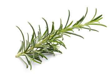 Rosemary twig on the isolated white background.