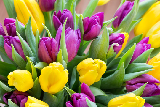 Fototapeta Purple and yellow tulip bouquet. More tulip on the grey backgrou