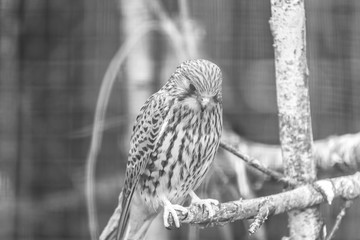 Kestrel (Falco tinnunculus)