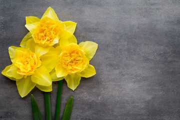 Yellow daffodils on a grey background. Easter greeting card.