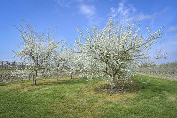 Plum Trees in Blossom