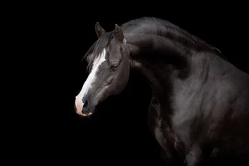 Fototapeten Black horse isolated on black background © Alexia Khruscheva