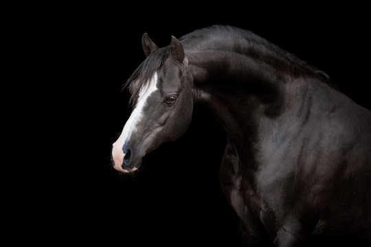 Black horse isolated on black background