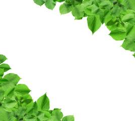 Frame with spring twigs with green leaves, on white background