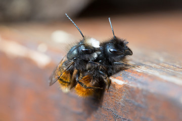 Mating Osmia Cornuta, a specie of solitary bees.