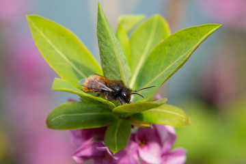 Osmia Cornuta, a specie of solitary bees on a garden flower