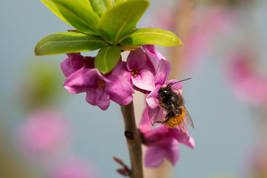 Osmia Cornuta, a specie of solitary bees, pollinating flowers