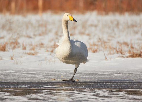 Whooper swan (Cygnus Cycnus) standing on one leg on the ice of a frozen lake in Finland in winter. Sunny and cold weather.