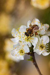 Bee on a spring flower collecting pollen and nectar