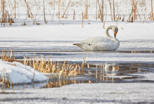 Whooper swan (Cygnus Cycnus) resting on the ice of a frozen lake in Finland in winter. Reflection of the swan in the water.