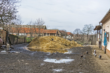 Farmyard mud and dog