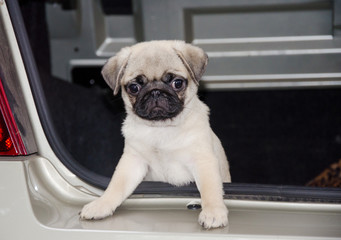 Cute curious pug puppy looking out of a car