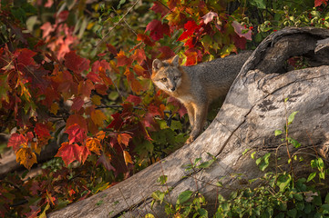 Grey Fox (Urocyon cinereoargenteus) Looks Out from Log