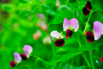 Beautiful blooming snow bean flowers in spring
