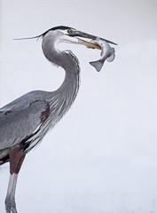 Great Blue Heron (Ardea Herodias) eating a fish