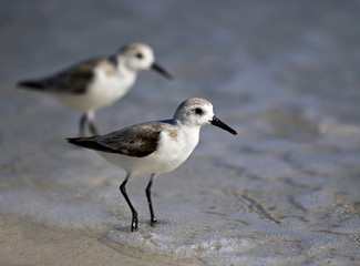 Sanderling (Calidris alba) walking in surf