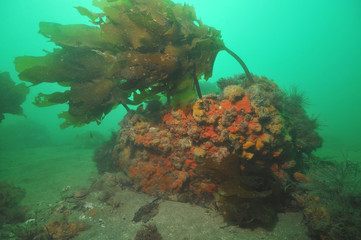 Rock covered with colourful invertebrate life with stalked kelp its top in dim light.