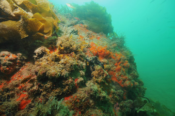 Fototapeta na wymiar Colourful wall covered with sponges and other invertebrate life forms struggling under layers of sediment.