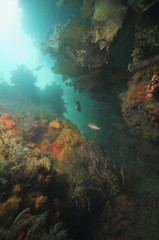 Naklejka na ściany i meble Underwater wall rich with sponges and other invertebrate life forms and various reef fish.