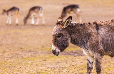 Donkey (Equus asinus)