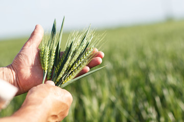 Close up of senior farmers hands holding and examining wheat crop.