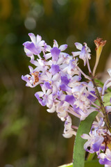 Bouquet of purple orchids