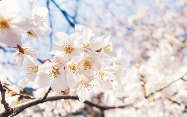 Naklejka premium White cherry blossom