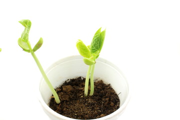 Growing plant seeds in pot soil isolated on white background