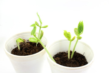 Growing plant seeds in pot soil isolated on white background