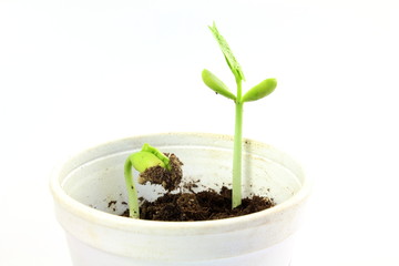 Growing plant seeds in pot soil isolated on white background