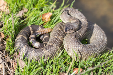 Northern Pacific Rattlesnake (Crotalus oreganus oreganus) in defensive posture. Joseph Grant County Park, Santa Clara County, California, USA.