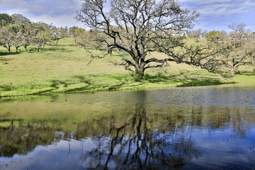 Spring oak and grassland against a pond reflecting trees. Joseph D. Grant County Park, Santa Clara County, California