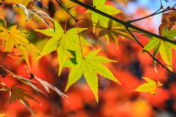 Close up green leafs with autumn period