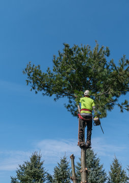 Removing A Pine Tree