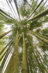 Obraz na płótnie Canvas Bamboo at Ha Giang province