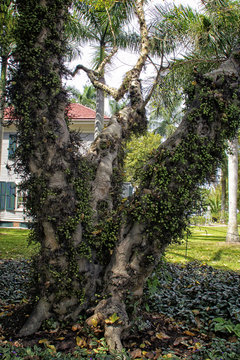 cluster fig tree