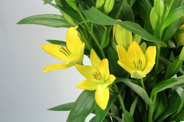 Fototapeta na wymiar lilium flowers