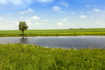 Fototapeta premium small lake, spring 